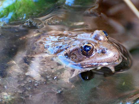 Relict Leopard Frog (Lithobates onca)