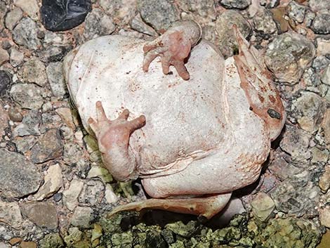 Great Basin Spadefoot (Spea intermontana)