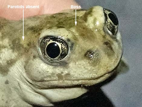 Great Basin Spadefoot (Spea intermontana)