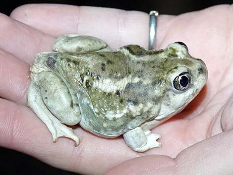 Great Basin Spadefoot (Spea intermontanus)