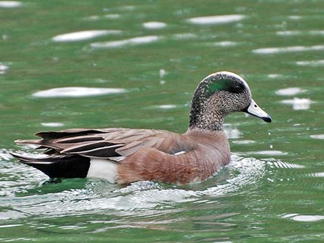 American Wigeon (Anas americana)