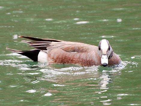 American Wigeon (Anas americana)