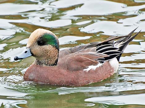 American Wigeon (Anas americana)