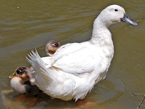 Feral Domestic Duck (Anas domesticus)