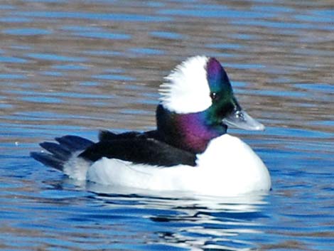 Bufflehead (Bucephala albeola)