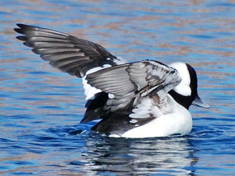 Bufflehead (Bucephala albeola)