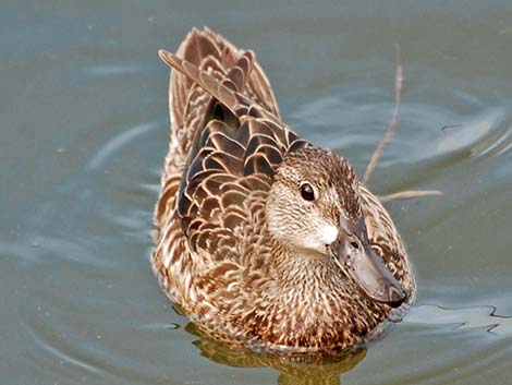 Blue-winged Teal (Anas discors)