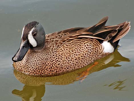 Blue-winged Teal (Anas discors)