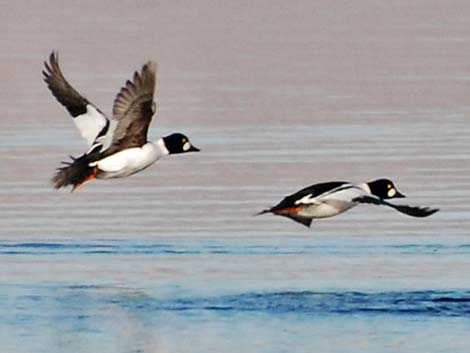 Common Goldeneye (Bucephala clangula)