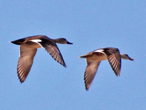 Gadwall (Anas strepera)