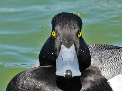 Greater Scaup (Aythya marila)