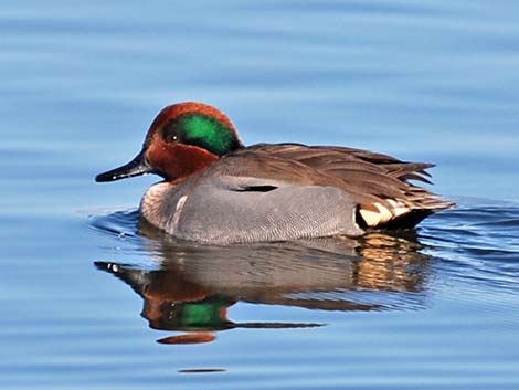 Green-winged Teal (Anas crecca)