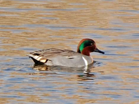 Green-winged Teal (Anas crecca)