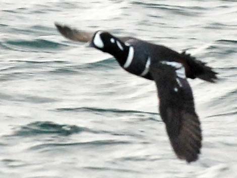 Harlequin Duck (Histrionicus histrionicus)