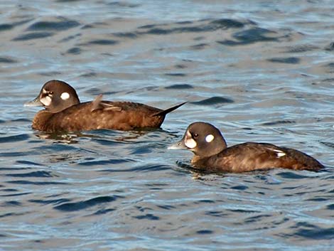 Harlequin Duck (Histrionicus histrionicus)