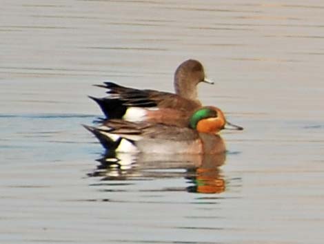 Wild Hybrid Duck (Anas)