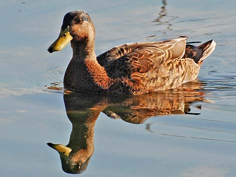 American Black Duck