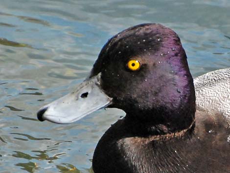 Lesser Scaup (Aythya affinis)