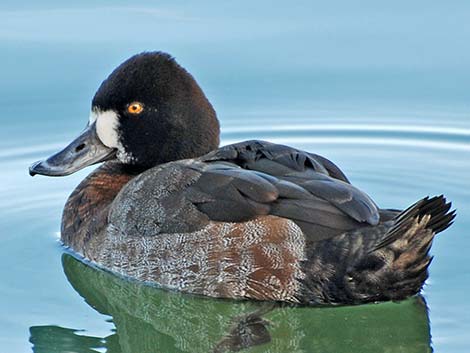 Lesser Scaup (Aythya affinis)