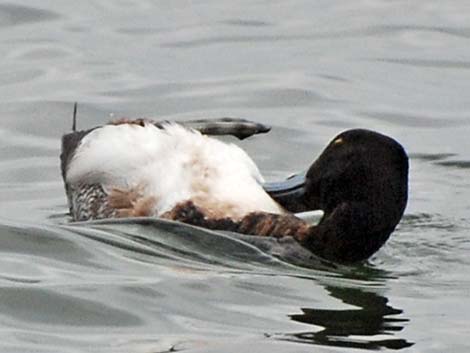 Lesser Scaup (Aythya affinis)