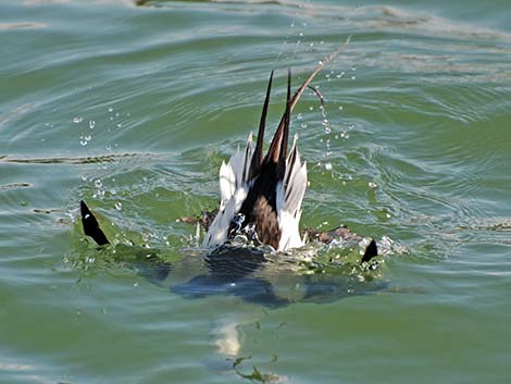 Long-tailed Duck (Clangula hyemalis)