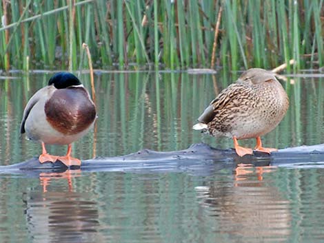 Mallard (Anas platyrhynchos)