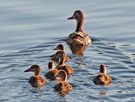 Mallard (Anas platyrhynchos)