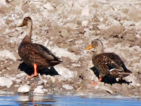 Mexican Duck (Anas diazi)