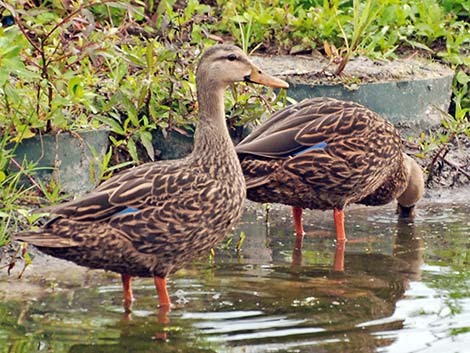 Mottled Duck (Anas fulvigula)