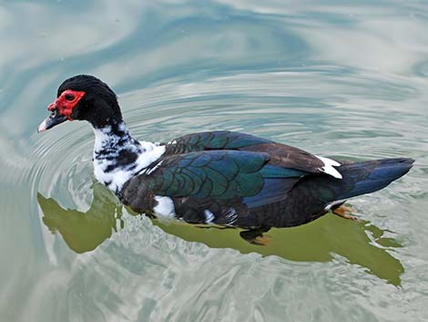 Muscovy Duck (Cairina moschata)