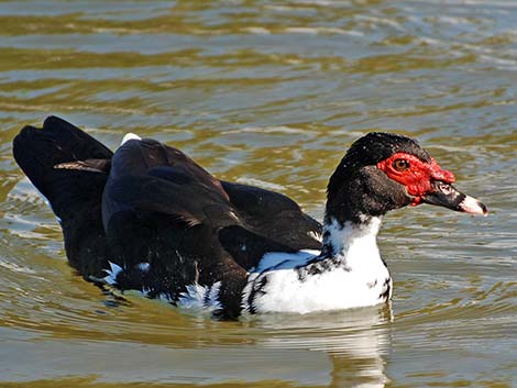 Muscovy Duck (Cairina moschata)