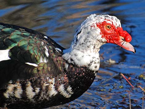 Muscovy Duck (Cairina moschata)