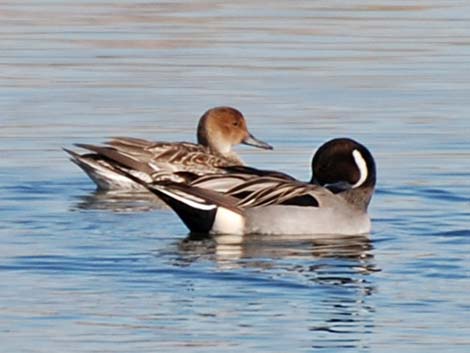 Northern Pintail (Anas acuta)