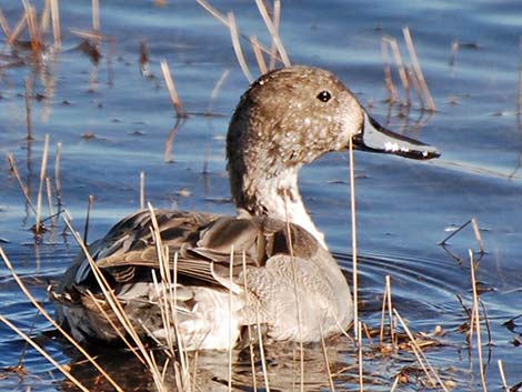 Northern Pintail (Anas acuta)