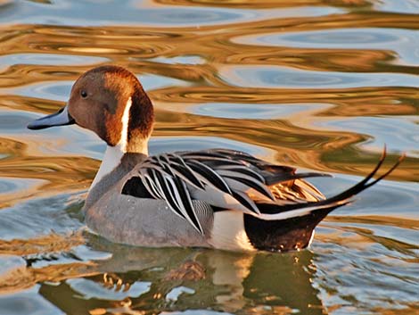 Northern Pintail (Anas acuta)