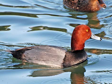 Redhead (Aythya americana)