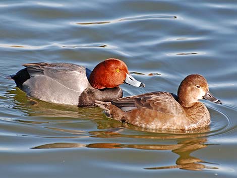 Redhead (Aythya americana)