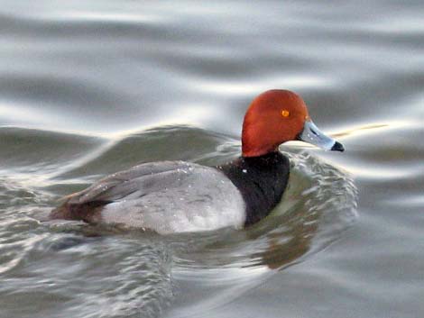 Redhead (Aythya americana)