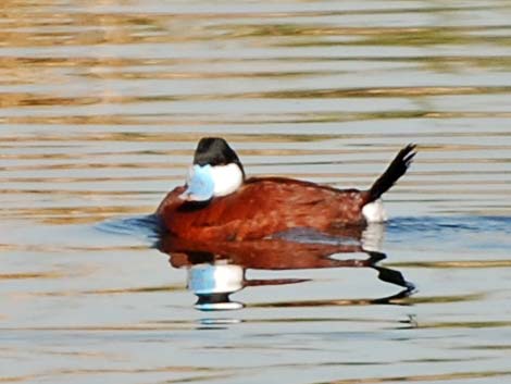 Ruddy Duck (Oxyura jamaicensis)