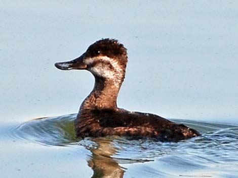 Ruddy Duck (Oxyura jamaicensis)