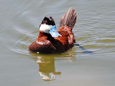 Ruddy Duck (Oxyura jamaicensis)