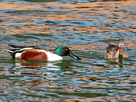 ducks, Anatinae