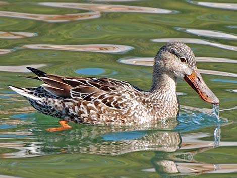 Northern Shoveler (Anas clypeata)