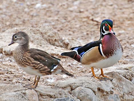 Wood Duck (Aix sponsa)