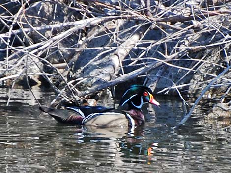 Wood Duck (Aix sponsa)