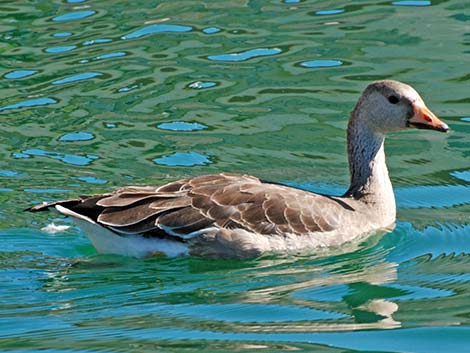 Barnyard Geese (Anser domesticus)