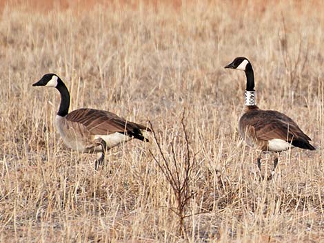 Canada Goose (Branta canadensis)