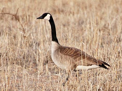 Canada Goose (Branta canadensis)