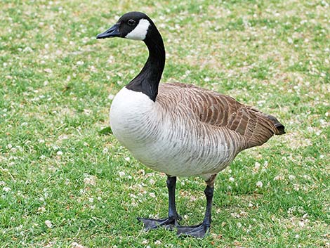 Canada Goose