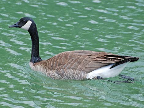 Canada Goose (Branta canadensis)